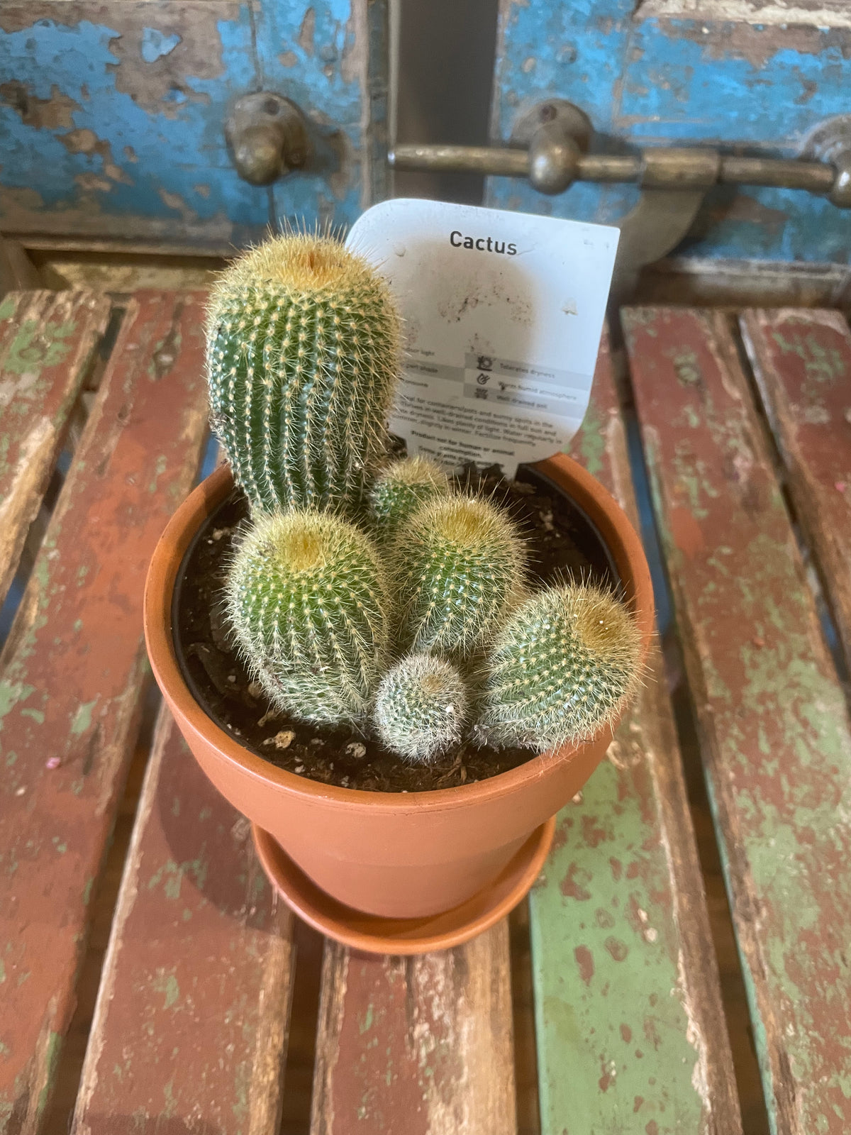 Potted Cacti in Tuscany Pot