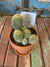 Potted Cacti in Tuscany Pot