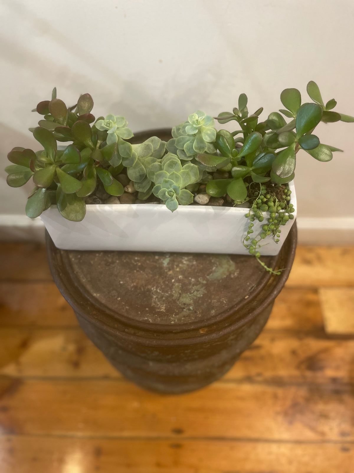 Succulent Garden