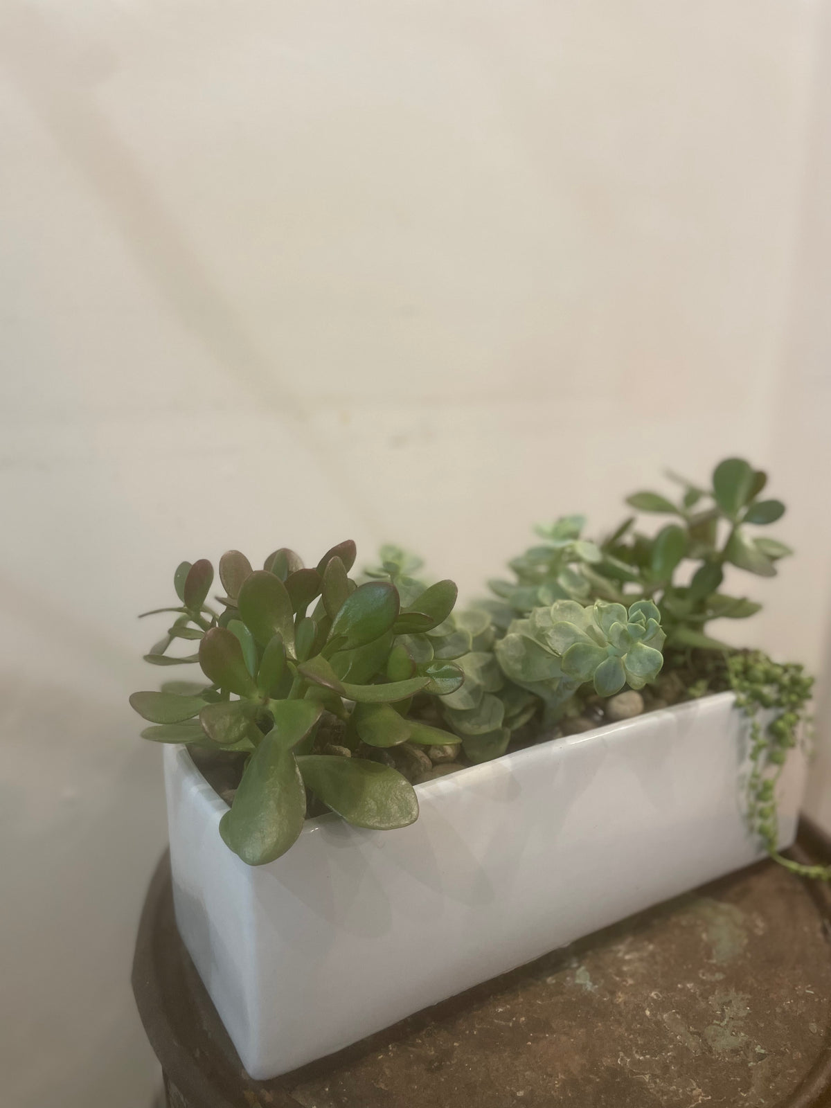 Succulent Garden