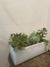Succulent Garden