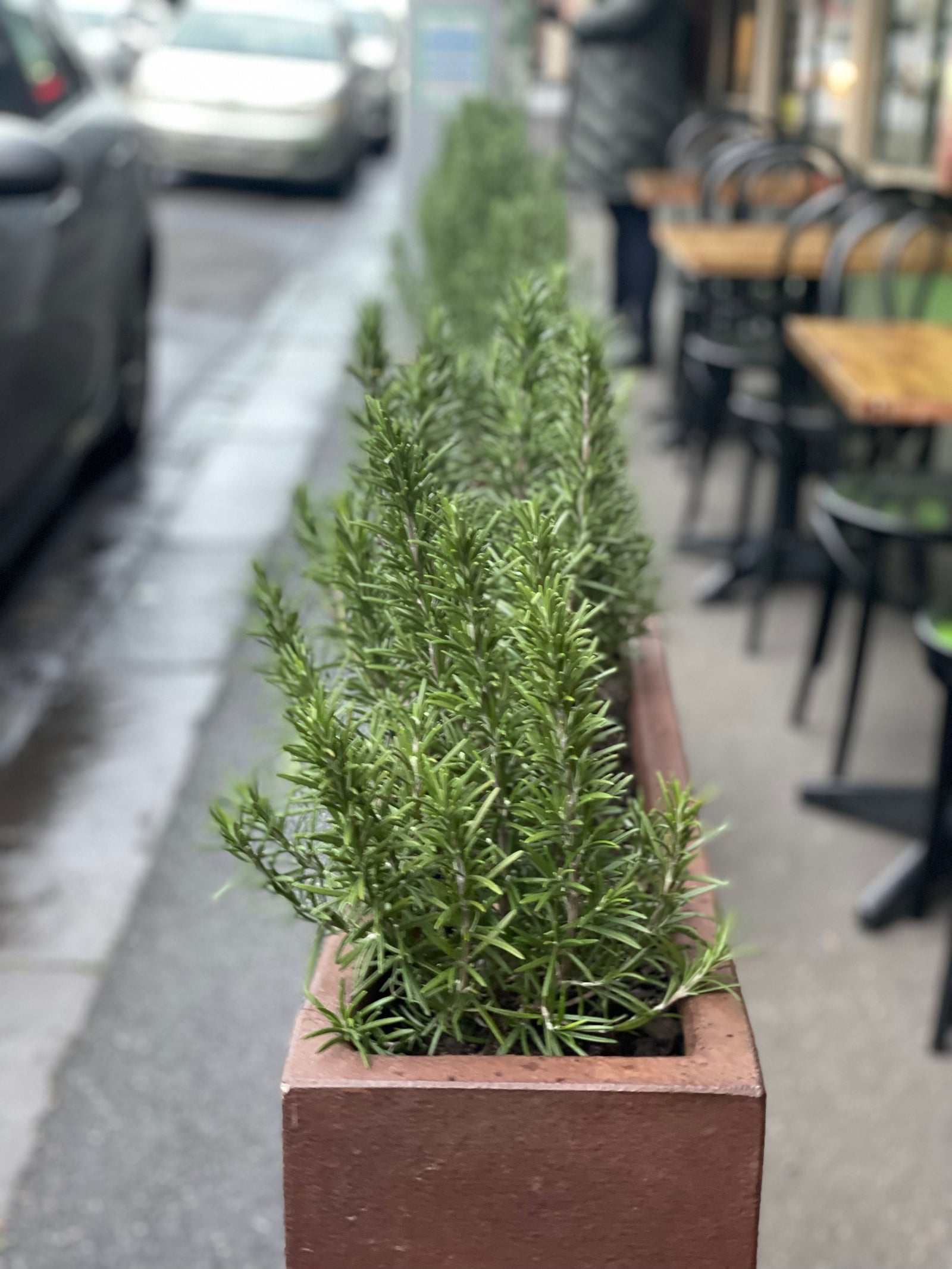 flowers at work, hospitality flowers, Melbourne flowers, flowers Richmond Melbourne, 