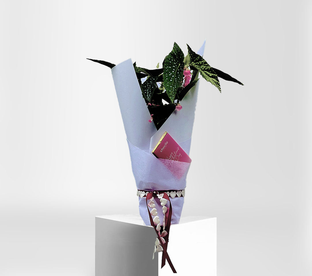 PLANT &#39;N&#39; CHOC