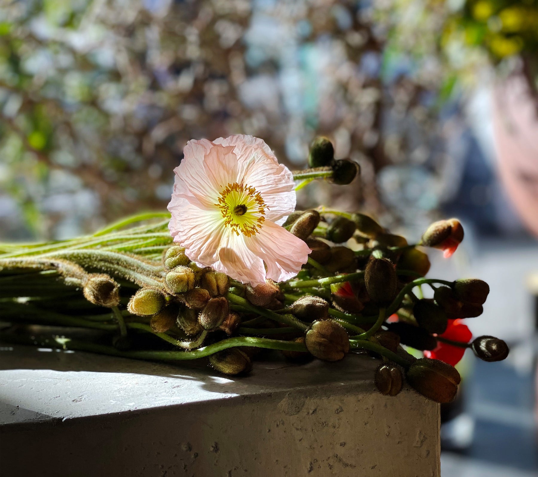 Hampstead Flowers Richmond Same Day Delivery