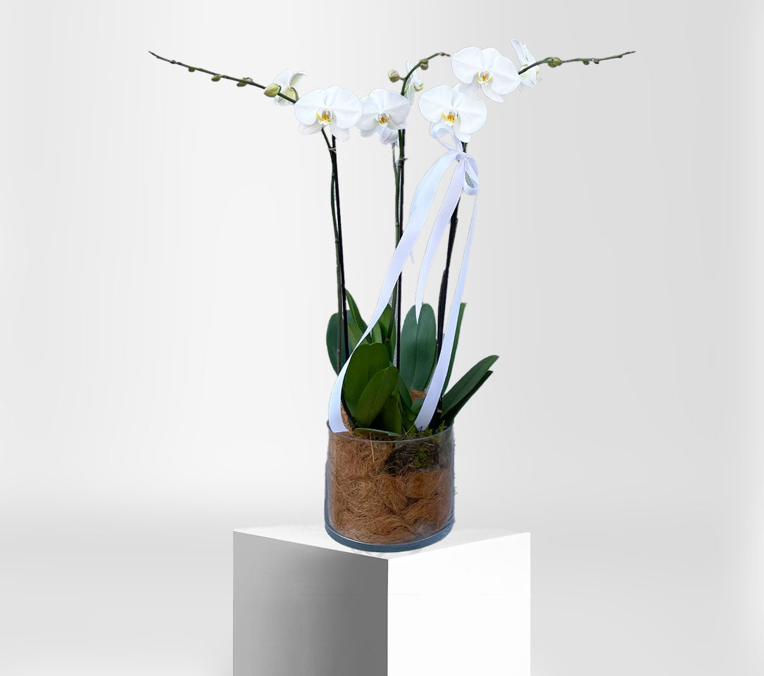 POTTED ORCHIDS