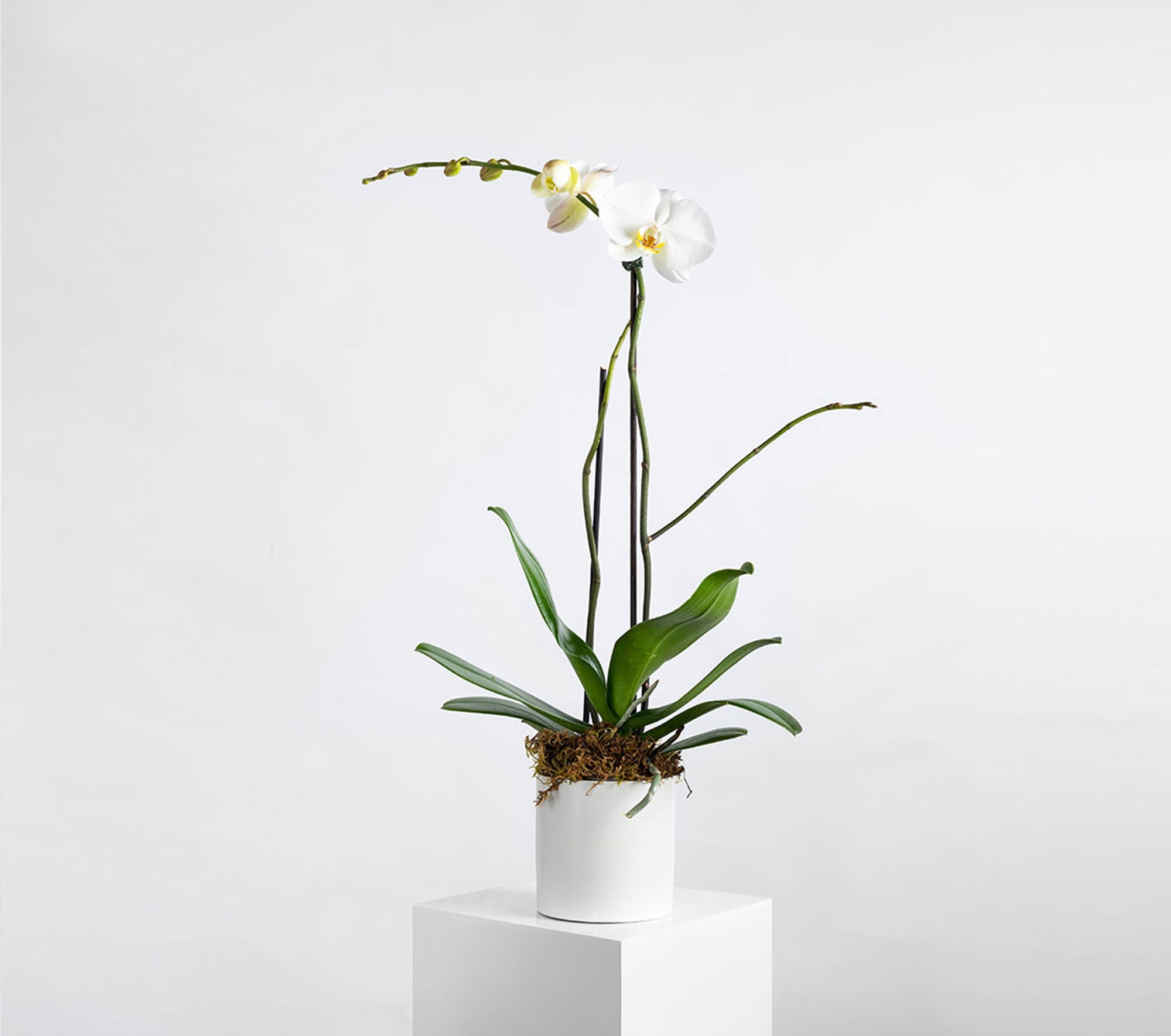 orchids plants flowers melbourne Richmond delivery
