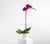 flowers orchids delivery richmond melbourne