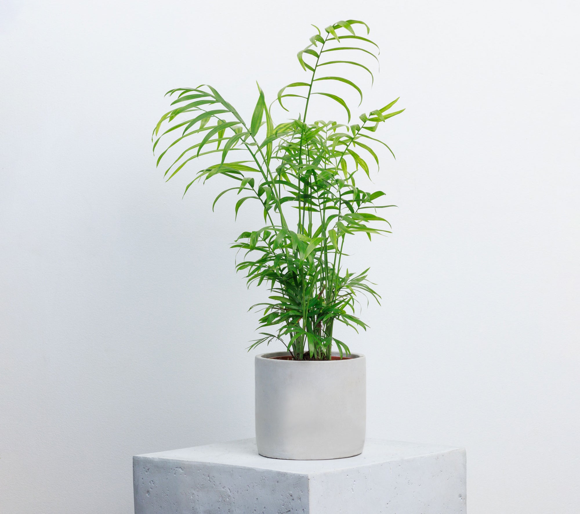 Mini potted palm, plants delivered Melbourne wide, plant pot, palm, gifts
