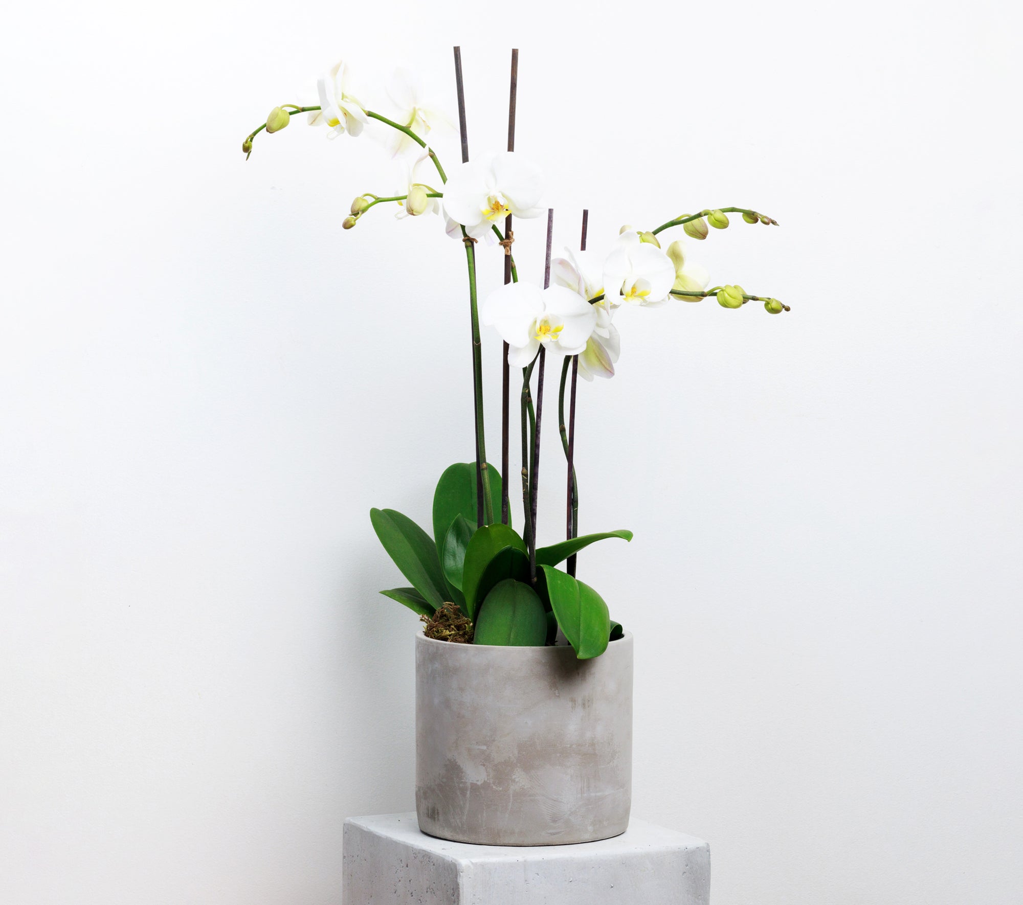 White Phalaenopsis Orchid plants, with fresh moss in a stylish concrete pot. 