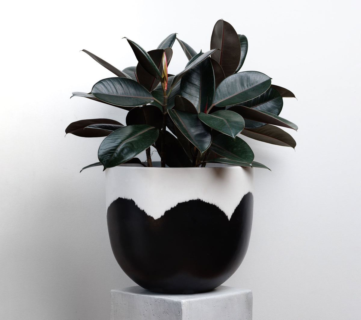 POTTED FICUS