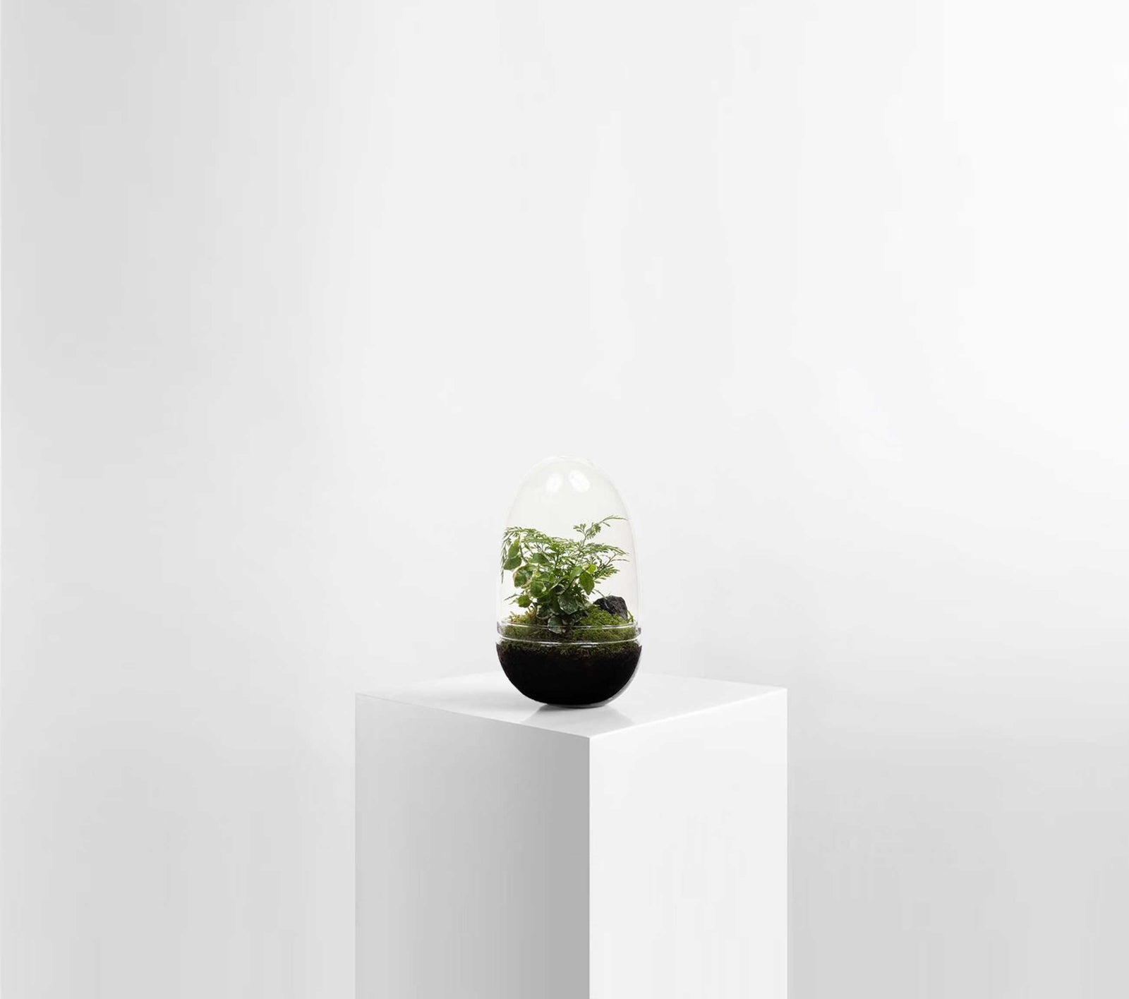 rainforest Egg Terrarium, Lulu and Angel, Hampsteadflowers and plants, Richmond, Melbourne 